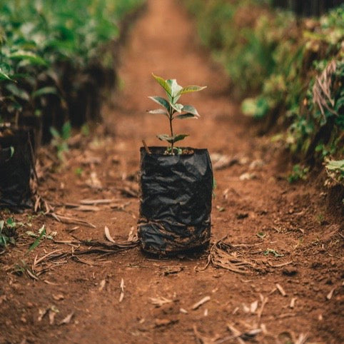 WE'RE PLANTING TREES!